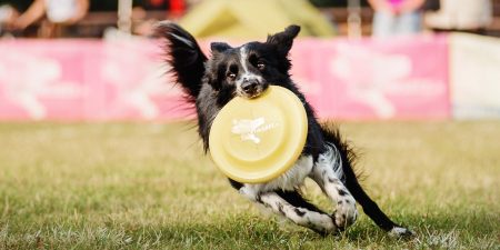 Black and white Border Collie catching a yellow frisbee during an outdoor dog competition.